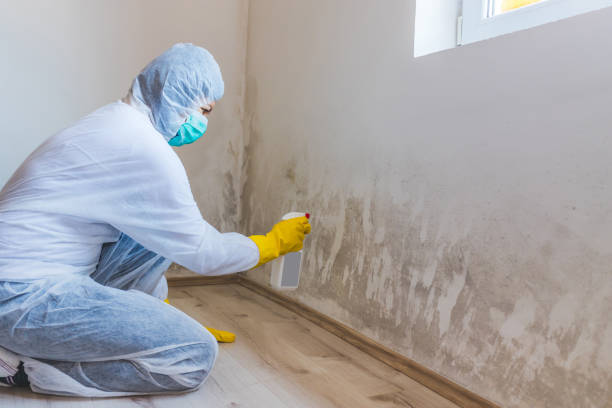 Licensed Attic Mold Removal service in Yale, MI - WQB Mold Removal