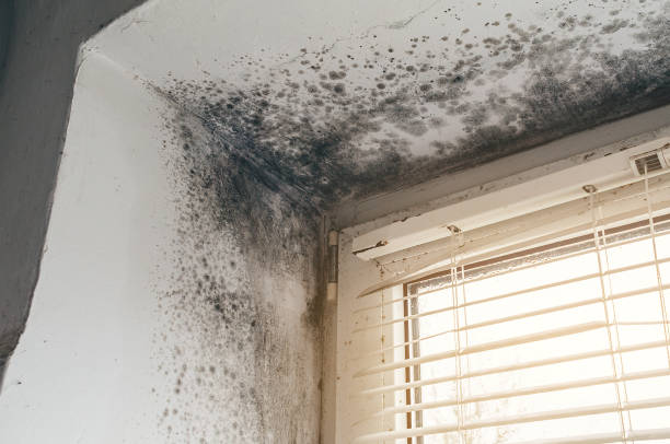 Affordable Attic Mold Removal solutions in Yale, MI