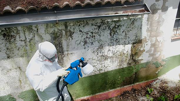 Top rated local Attic Mold Removal specialists in Yale, MI